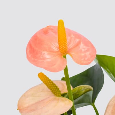 Situ detail