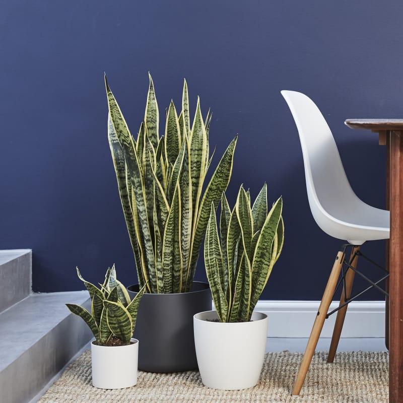Plantes d'intérieur quasi-immortelles