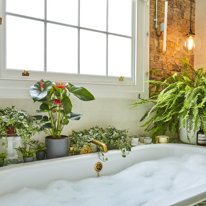 Best Bathroom Plants