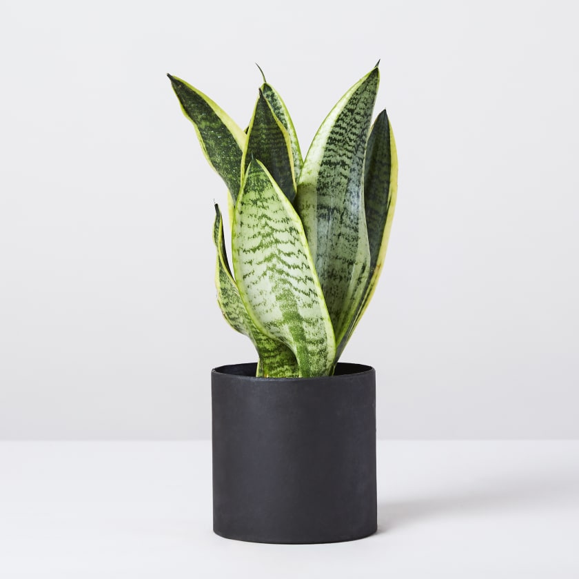 Snake Plant | Sansevieria Kirkii | Indoor Plants in London | Patch