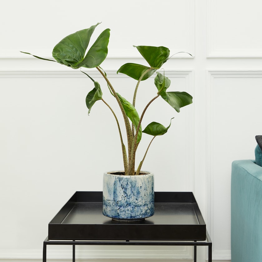Alocasia Stingray — Plants | Patch