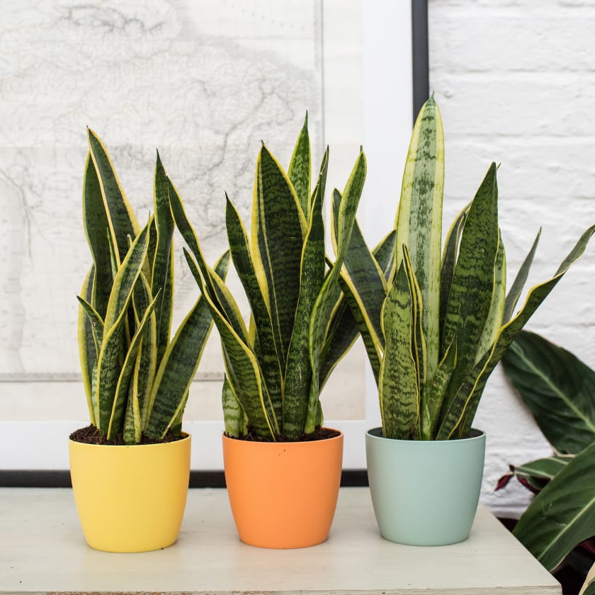 Small Sansevieria — Plants | Patch