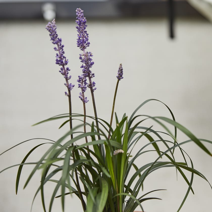 Image result for Liriope muscari