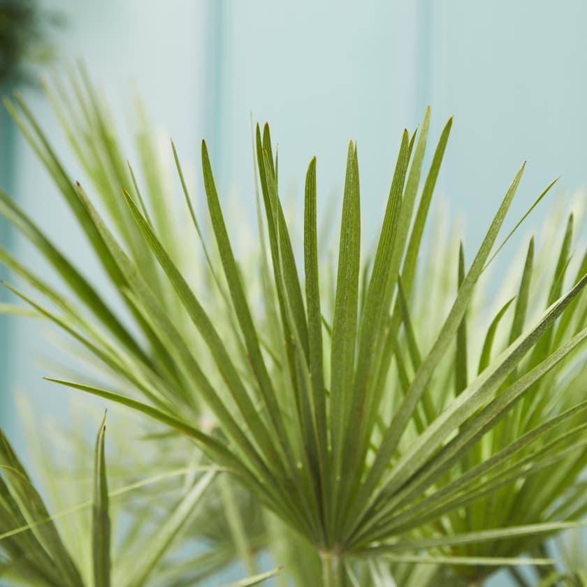 Shade Loving Outdoor plants