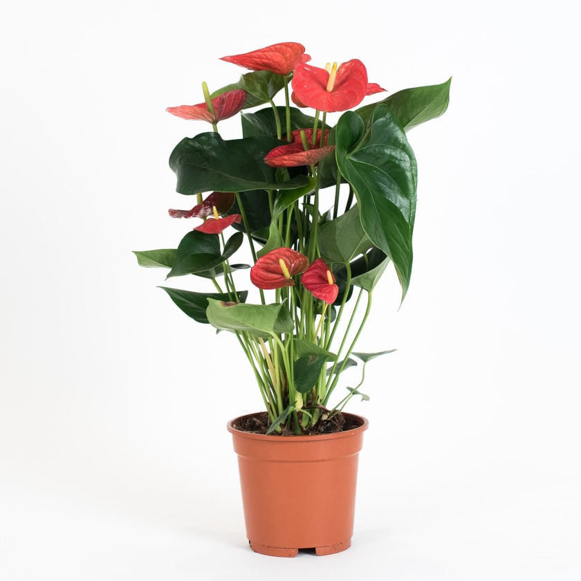 Anthurium