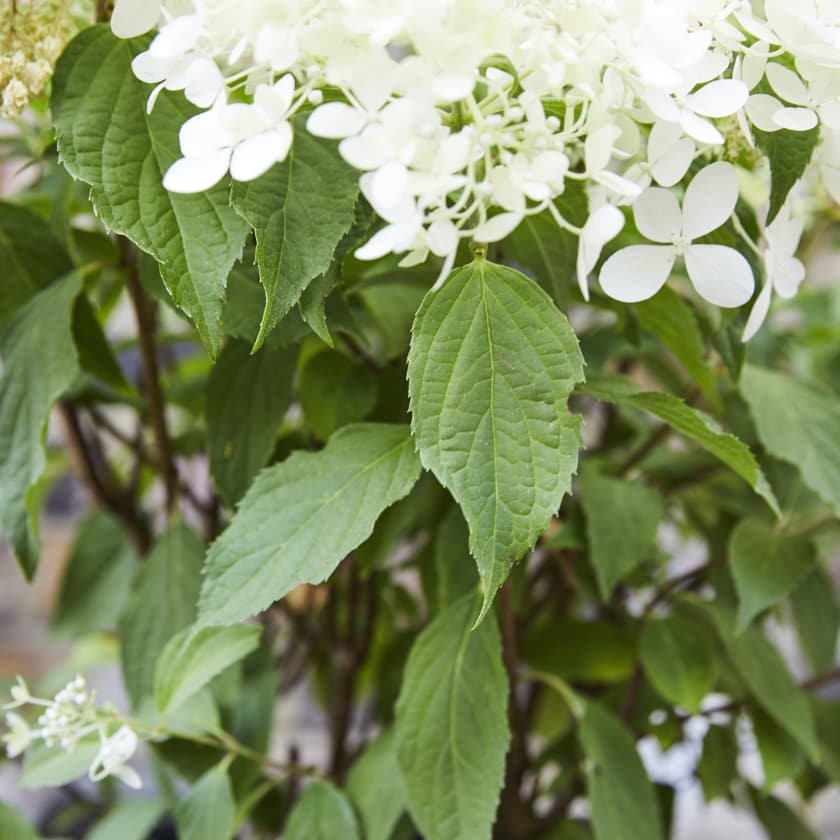 Hydrangea paniculata white — Plants Patch