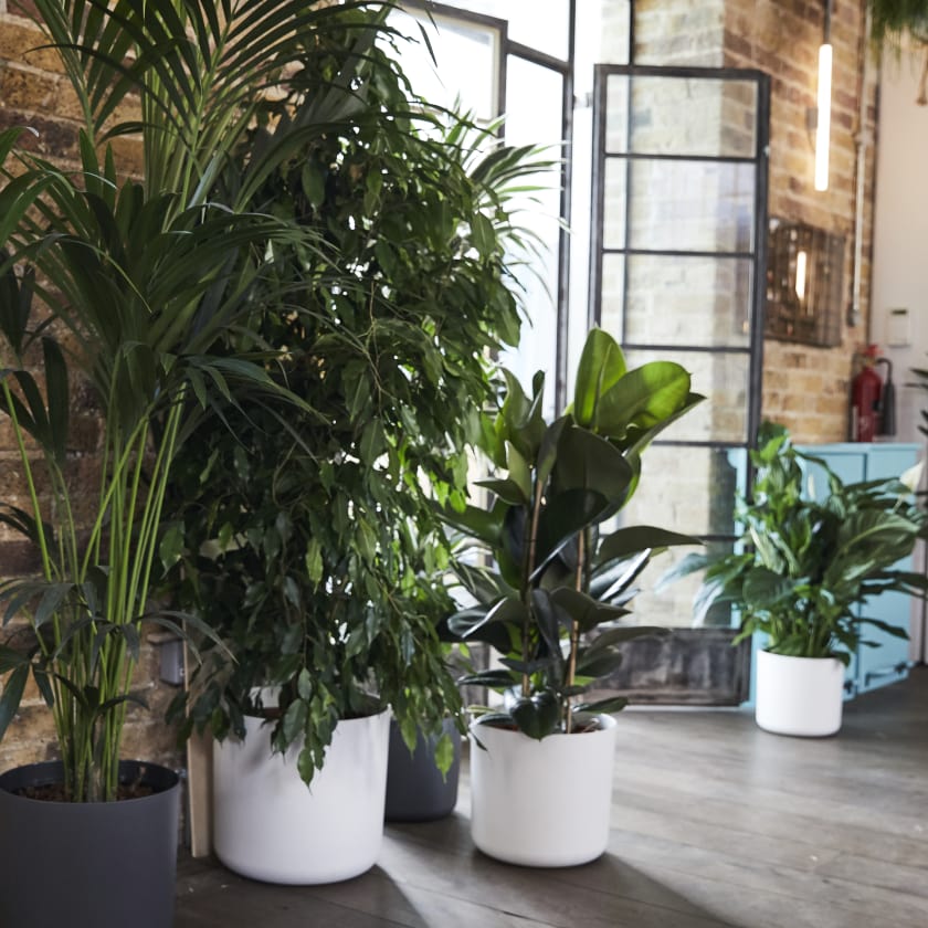 Rubber Plant Plants Patch