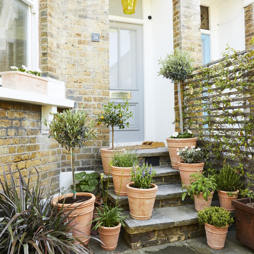 English Lavender — Plants Patch