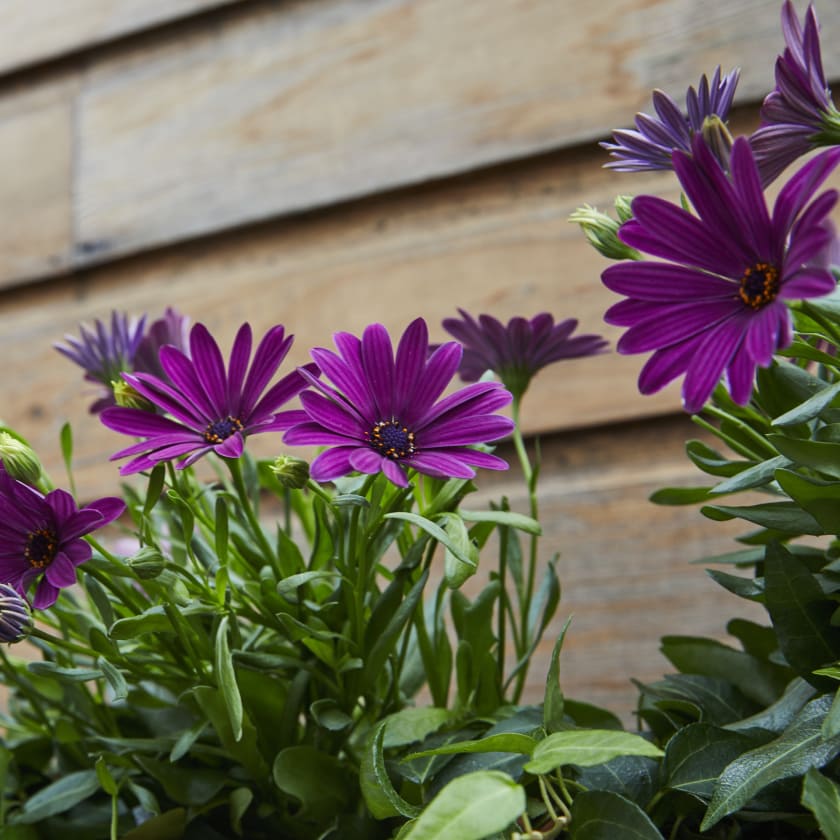 Osteospermum Plants Patch