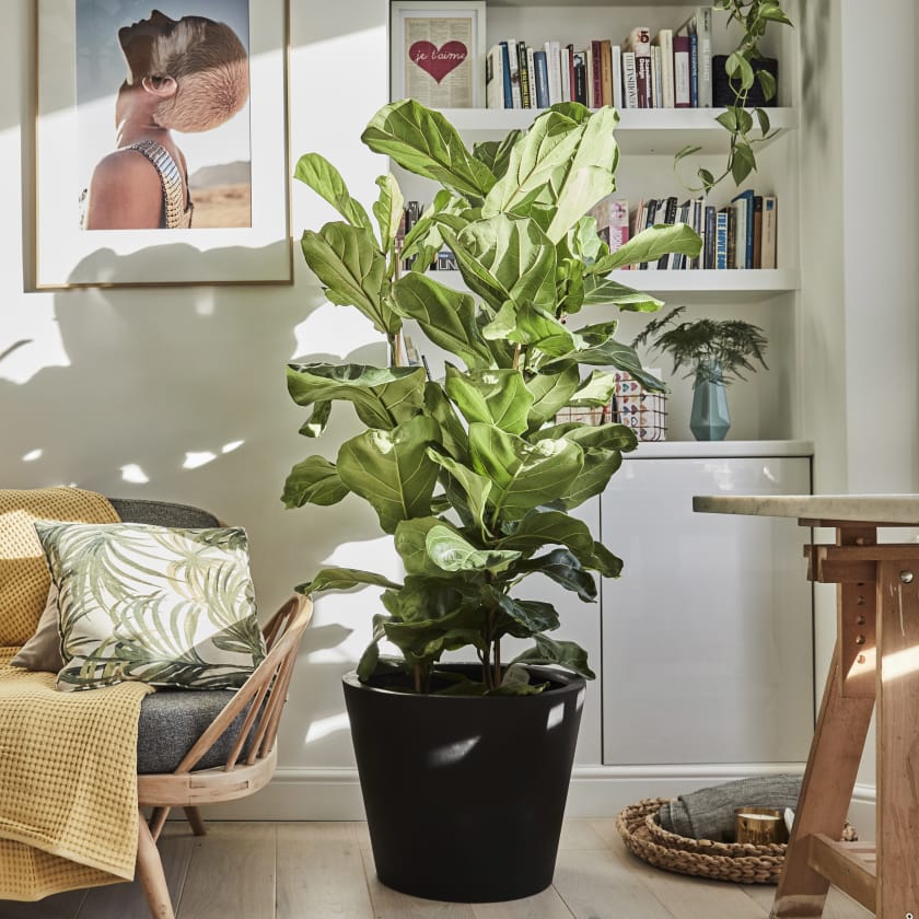 Top 14 cây Indoor (cây nội thất, cây houseplant) cao trên 1 mét