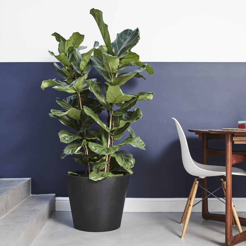 Ficus Lyrata Plants Patch