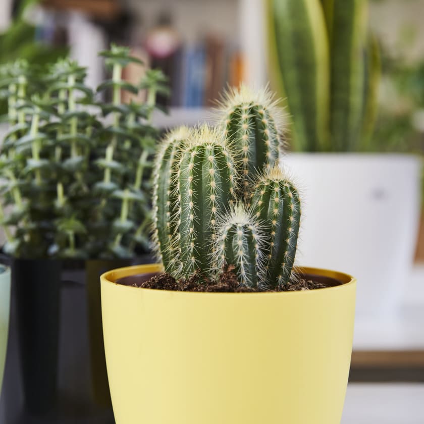Cactus Plants Patch