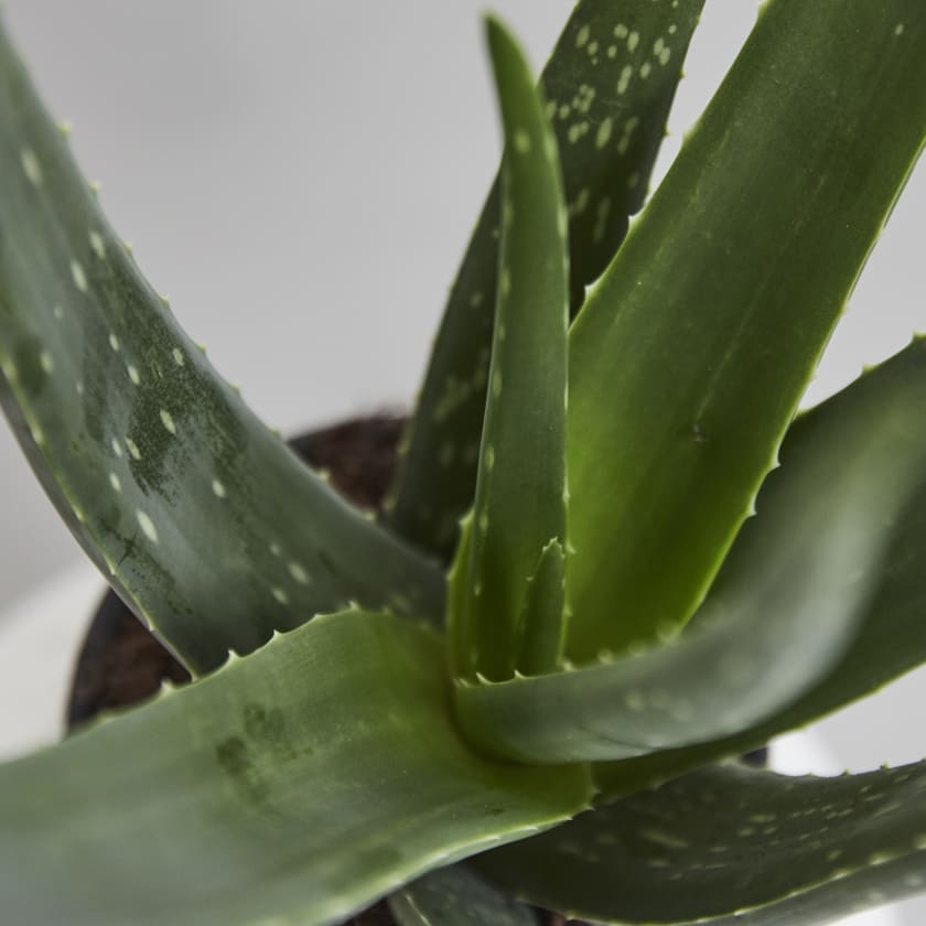 Aloe Vera — Plants | Patch