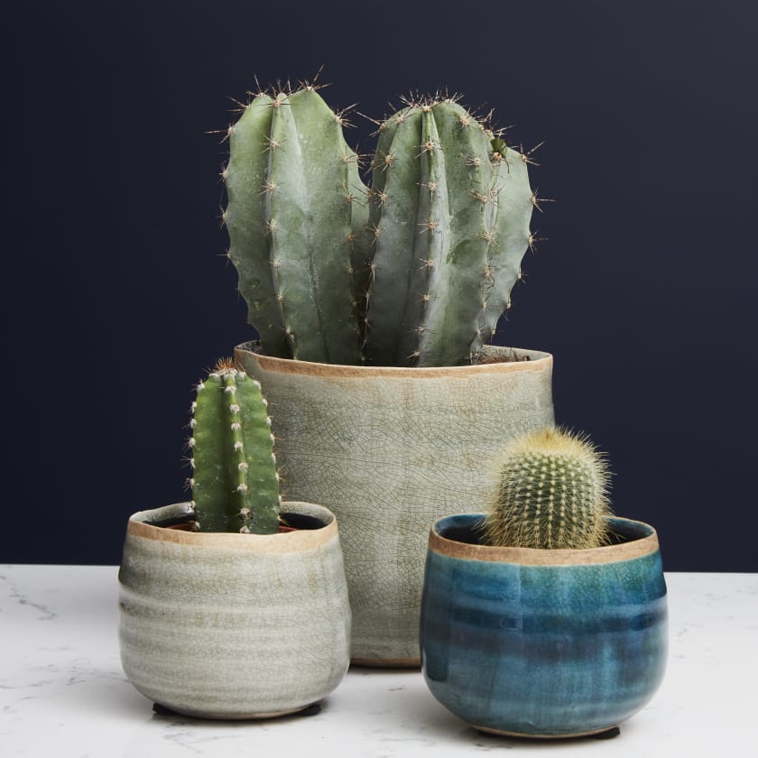 Small Cactus | Cactus Euphorbia | Indoor Plants in London | Patch