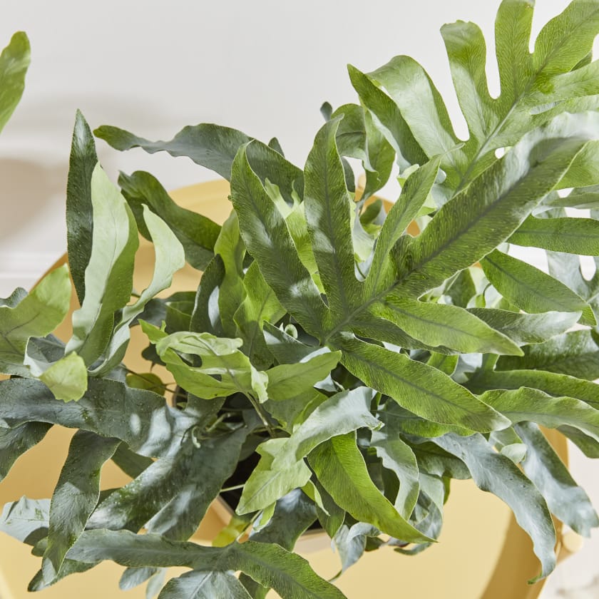 Phlebodium Aureum | Blue Star Fern | Indoor Plants in London | Patch