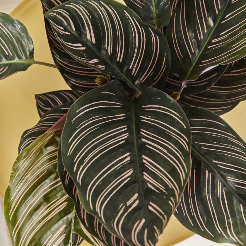 Calathea Sanderiana | Pin Stripe | Indoor Plants in London | Patch