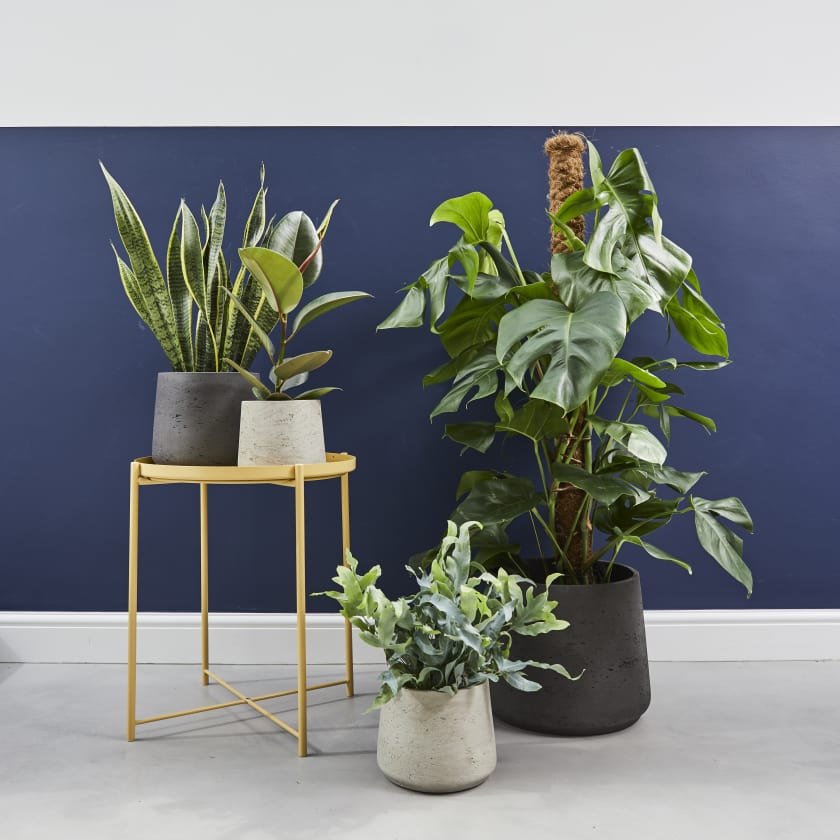 clay pots for indoor plants