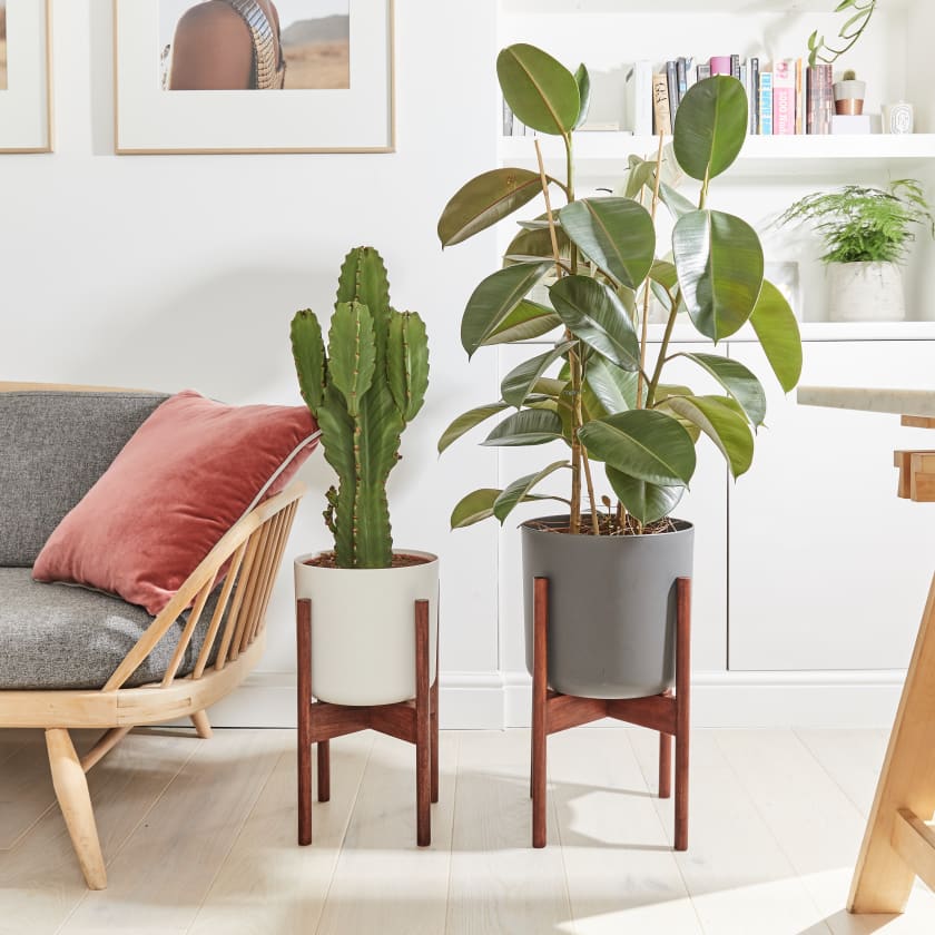 download plants stand indoor