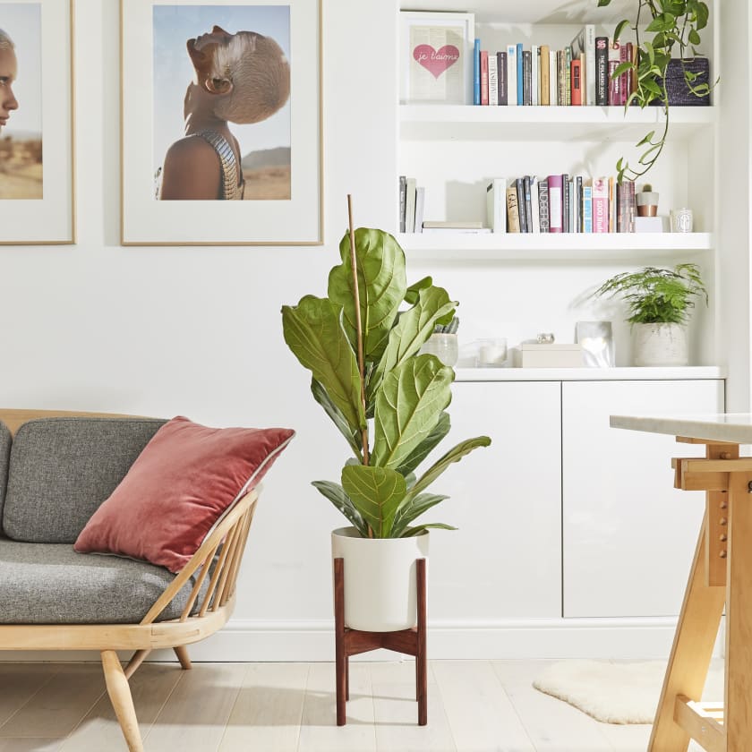 Giới thiệu về Cây Fiddle Leaf Fig, Banjo fig, Cây Bàng Sing, Cây Bàng Cảnh, Cây Bàng Nội Thất