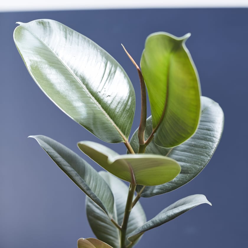 Complete guide to rubber plant care