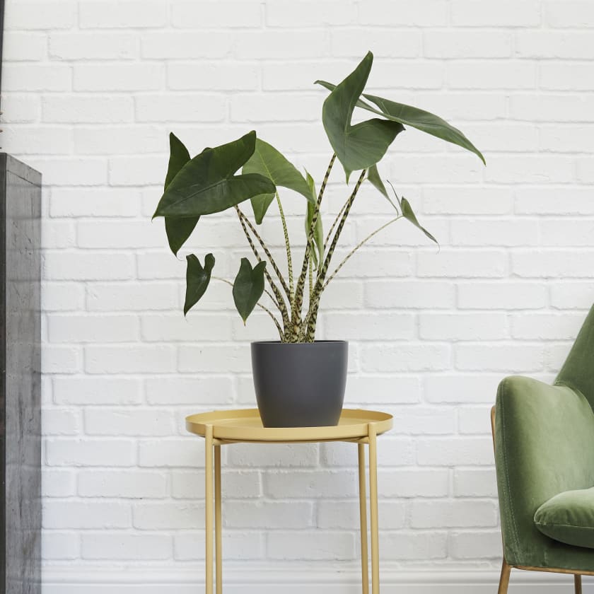 Elephant Ear Plant | Alocasia Zebrina | Indoor Plants in ...
