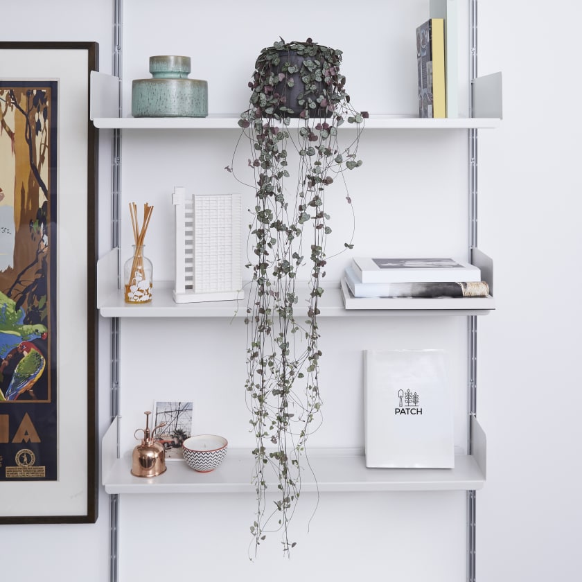 Ceropegia Woodii String Of Hearts Indoor Plants In