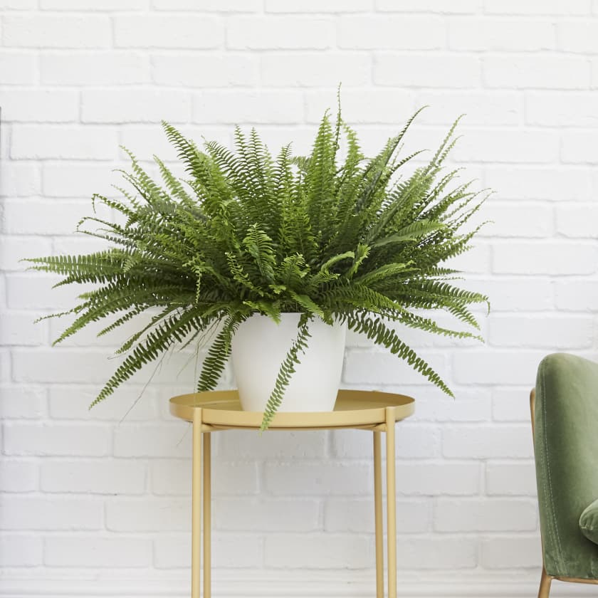 Boston Fern Sword Fern Indoor Plants In London Patch