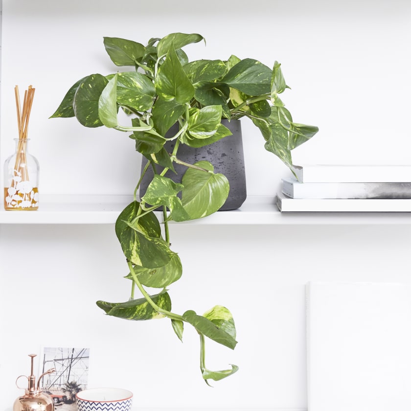 Golden Pothos