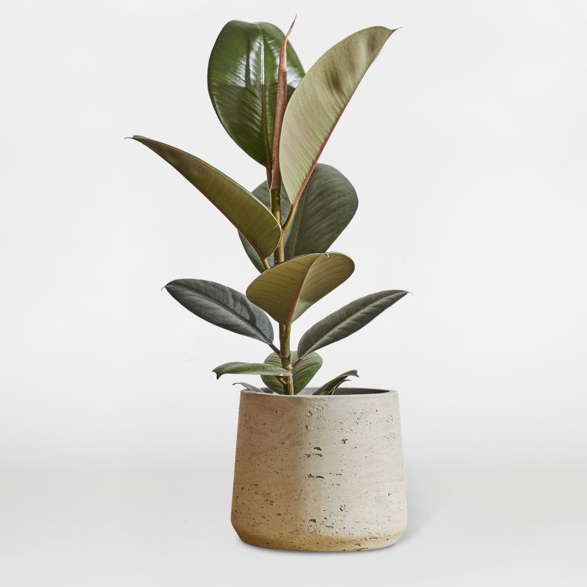 Small Rubber plant