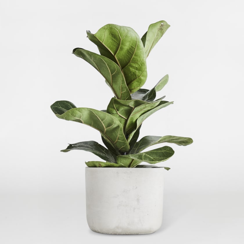 Fiddle Leaf Fig Tree | Banjo Fig | Indoor Plants in London | Patch