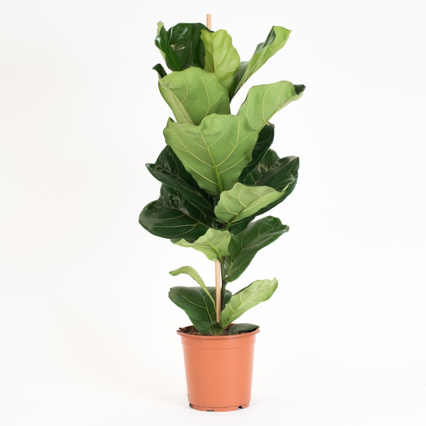 Ficus Lyrata Fidel Large