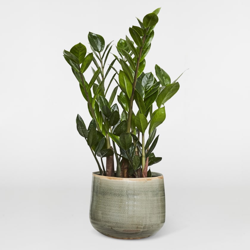 Zamioculcas ZZ plant