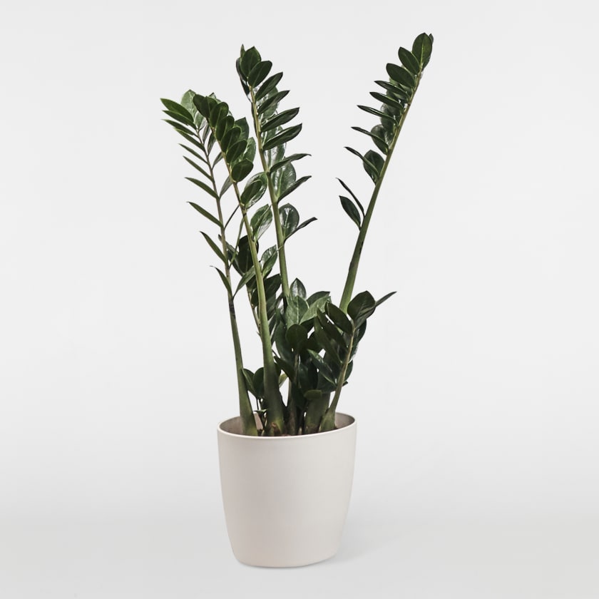 Zamioculcas Zamioculcas plant