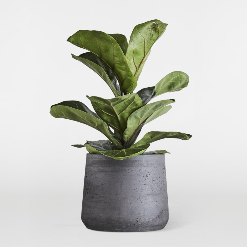 Charcoal Plant Pot