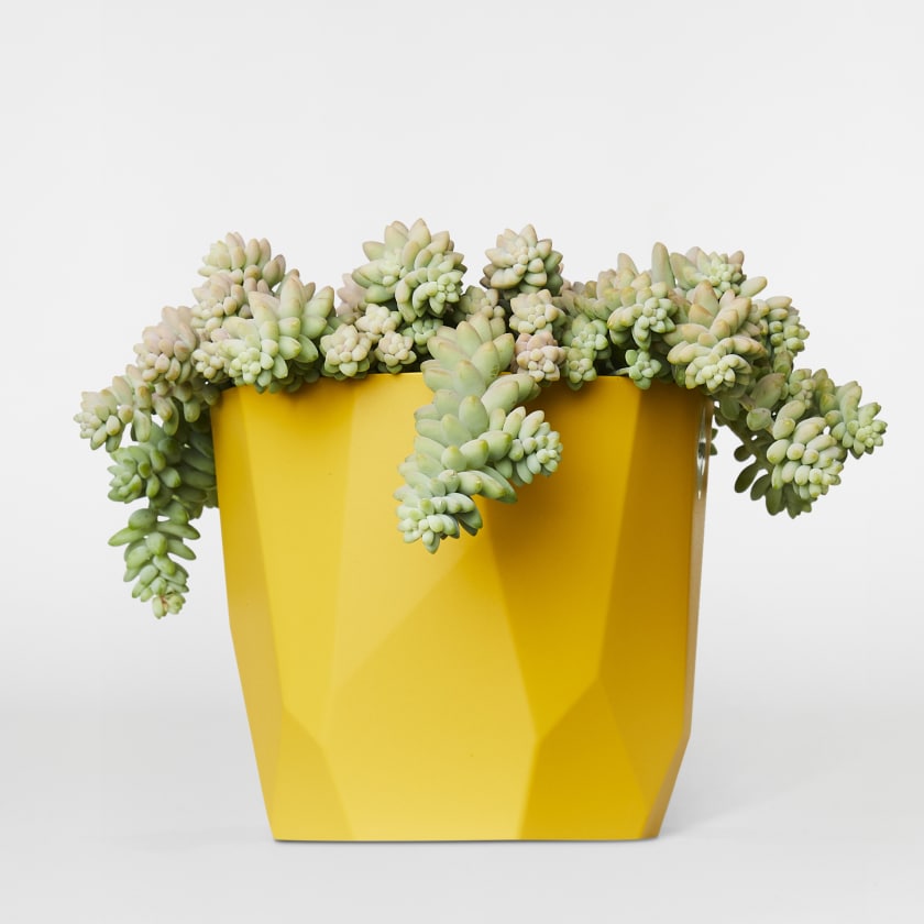 Sedum Burrito Plants Patch
