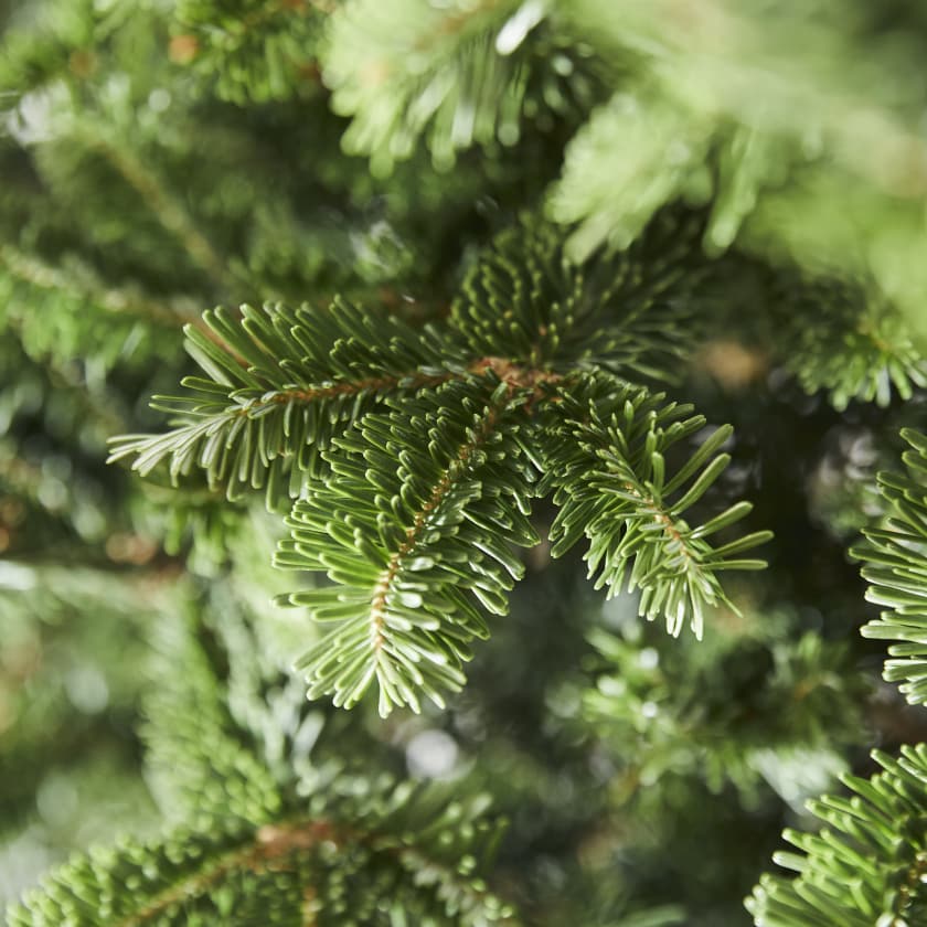 Christmas tree Fraser Fir
