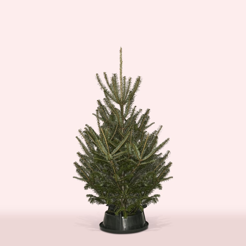 Christmas Tree 3ft Fraser Fir