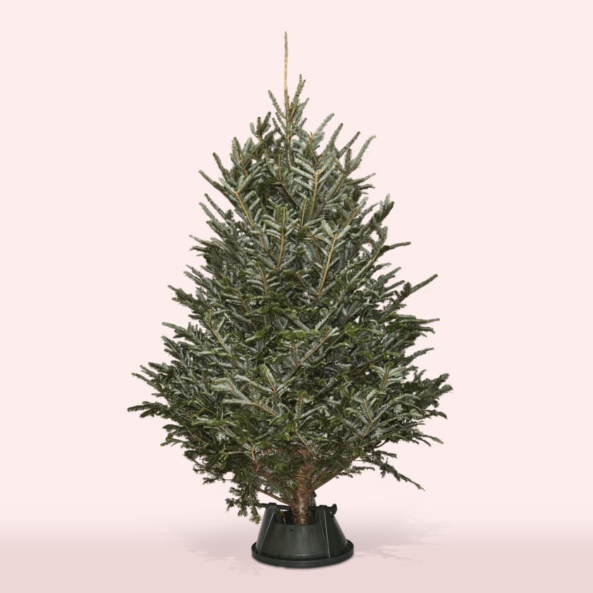 Christmas Tree 6-7ft Fraser Fir
