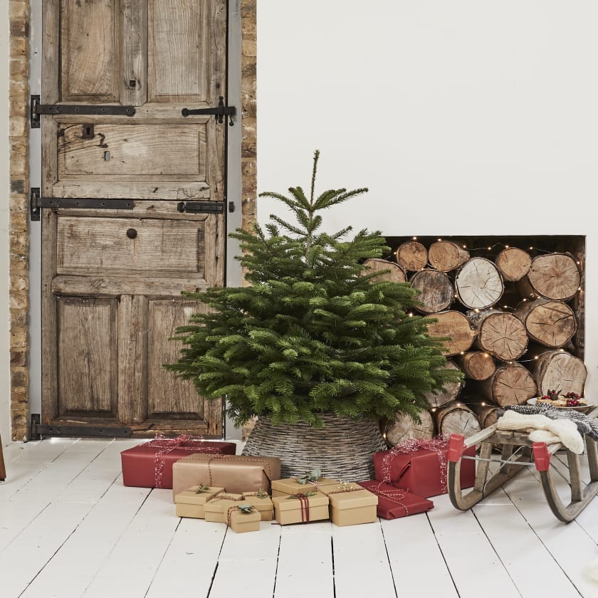 4-5ft Nordmann Fir Christmas Tree