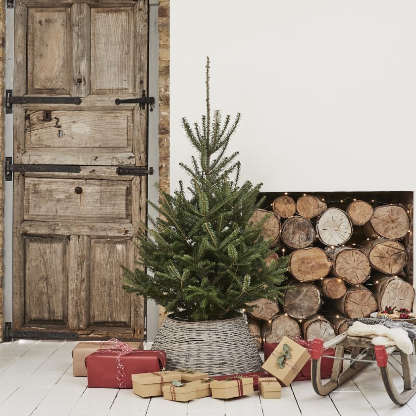 4-5ft Fraser Fir Christmas Tree
