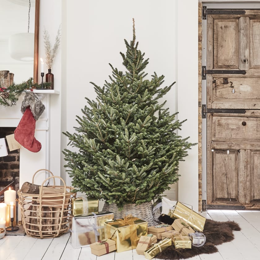 5-6ft Fraser Fir Christmas Tree