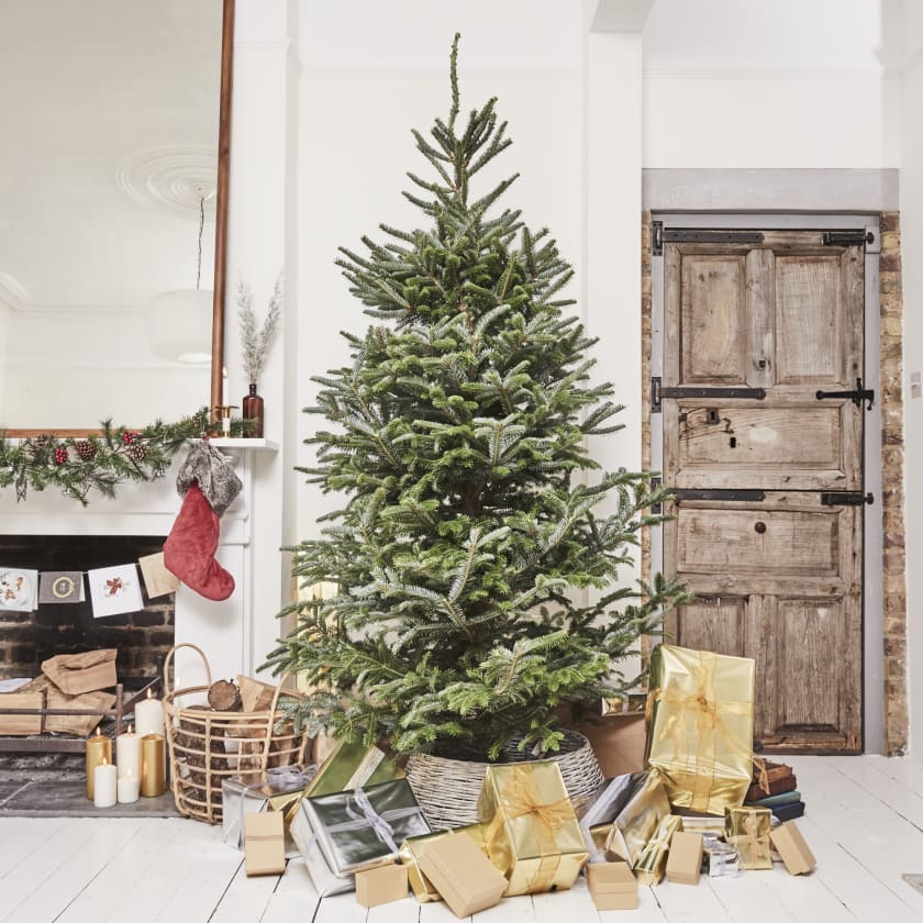 Fraser Fir Christmas Tree — Christmas-trees | Patch