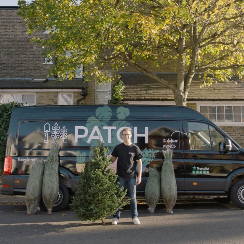 Christmas Tree Collection
