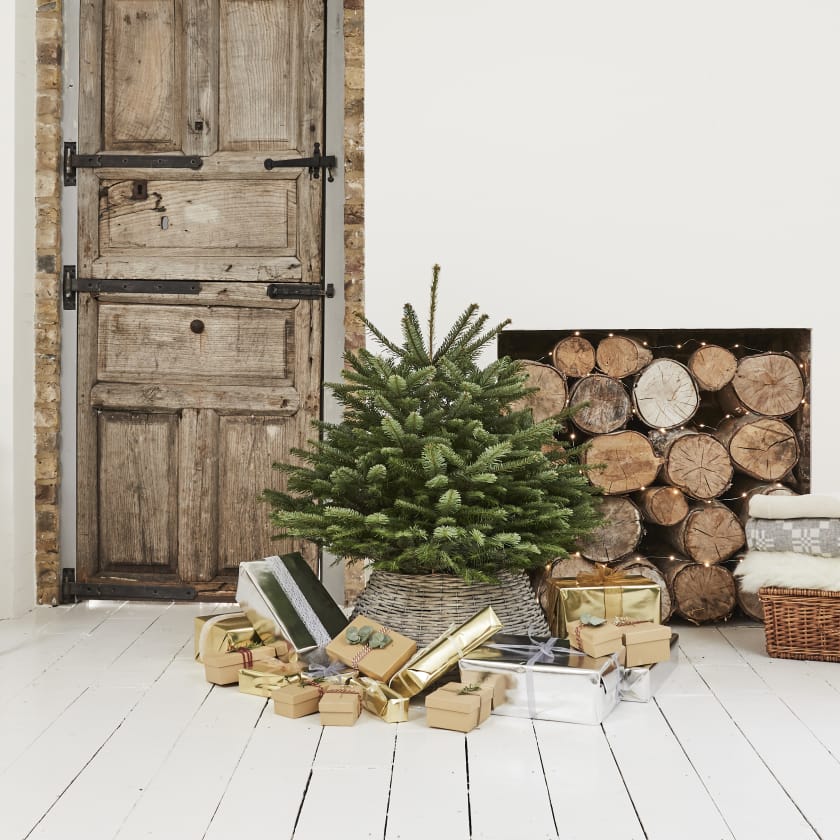 3-4ft Nordmann Fir Christmas Tree