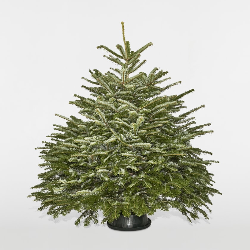 4-5ft Nordmann Fir Christmas Tree