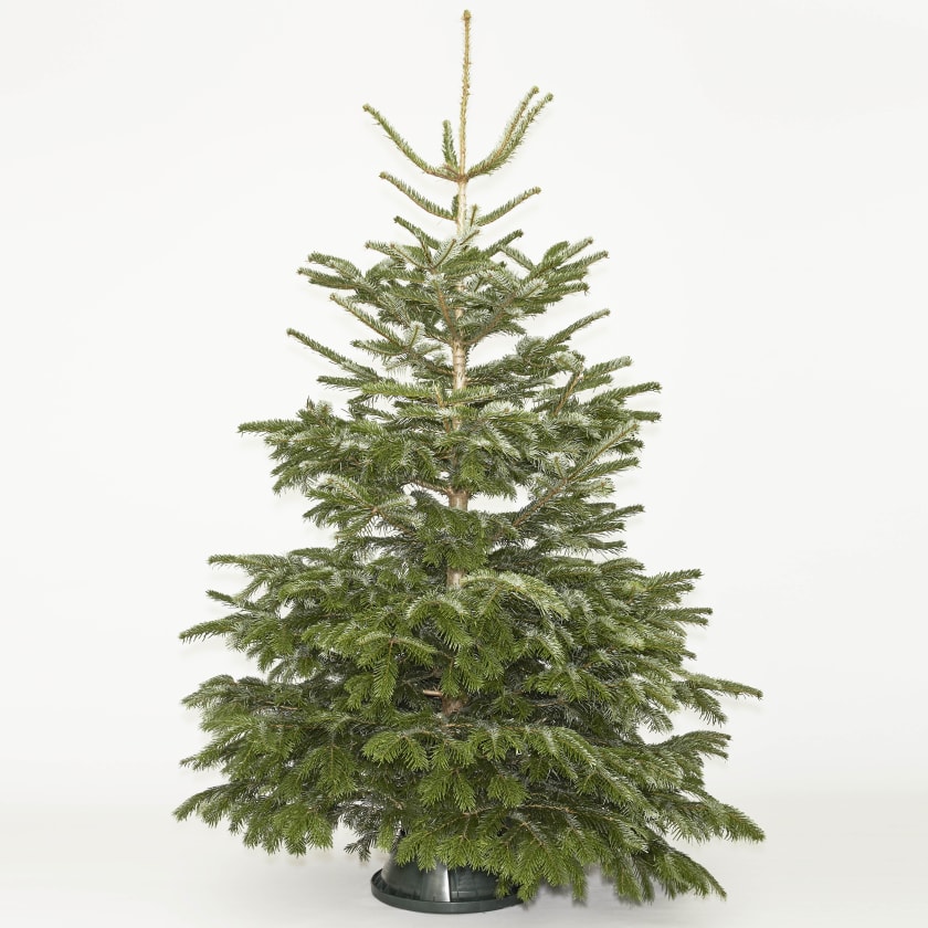 Nordmann Fir 6-7ft Real Christmas Tree