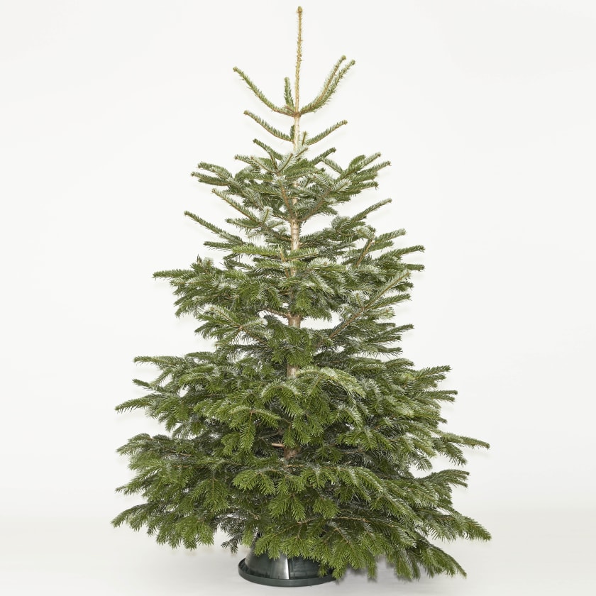 Nordmann Fir Christmas Tree — Christmas-trees | Patch