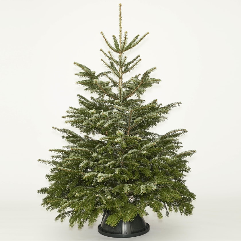 Nordmann Fir 5-6ft Real Christmas Tree
