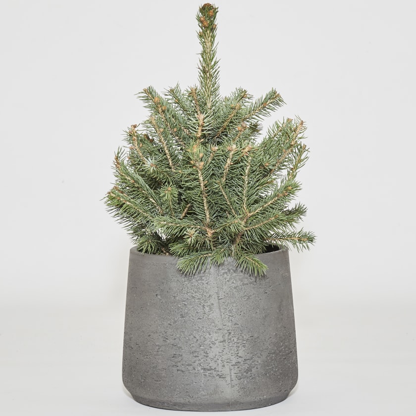 Mini potted Christmas tree