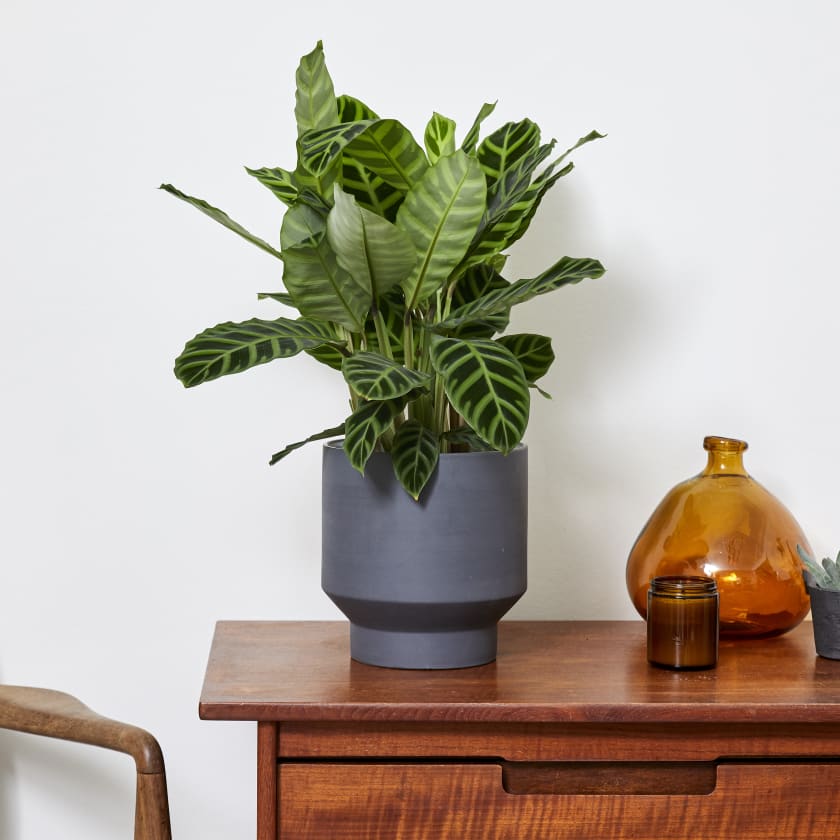 Calathea Zebrina | Zebra Plant | Indoor Plants in London | Patch